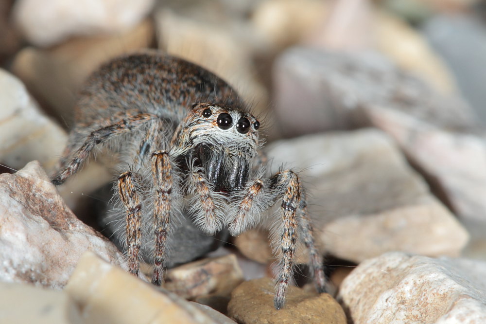 Philaeus chrysops (servizio fotografico completo)